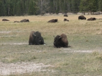 Yellowstone Bison